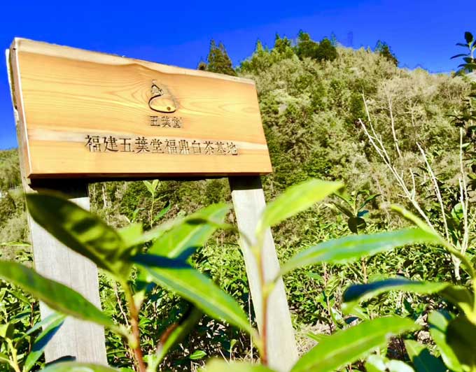 破暑黄梅雨,清神白乳茶。五叶堂白茶