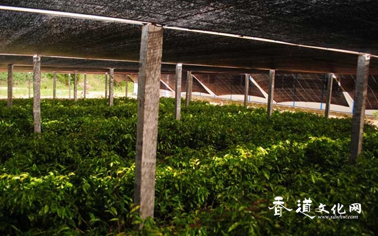 香岛定安基地获批海南省南药产业化示范基地