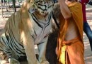 泰国老虎寺：僧侣与老虎和谐共处